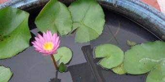 Water lilies
